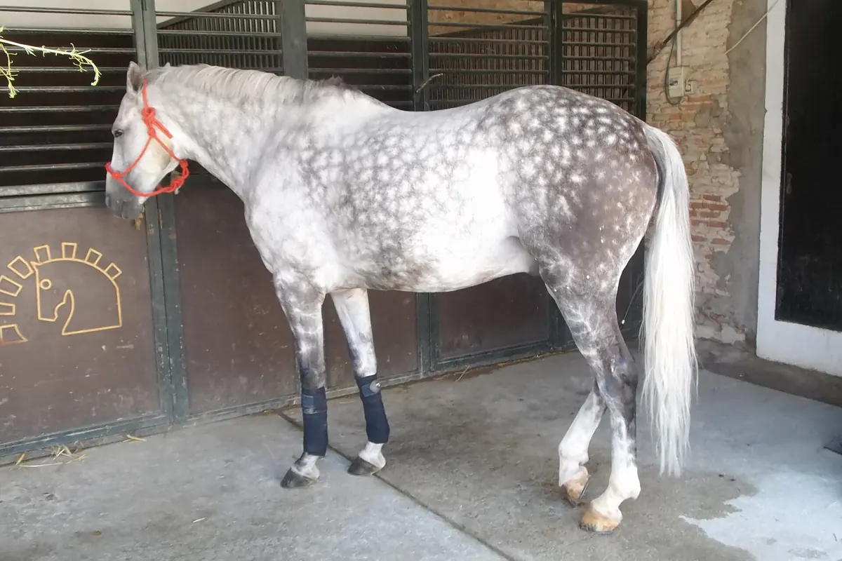 A dappled grey horse with a red halter standing in a stable doorway.